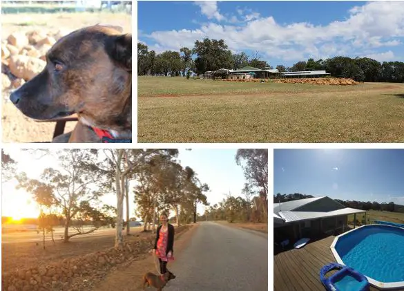 Lisa Bull, from Australian travel and migration blog Dreaming of Down Under, walking a dog on a pet sit at a country home with a pool in Western Australia.
