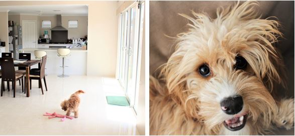 A cavoodle puppy in a plush modern home on a house sit in Western Australia through Aussie House Sitters.