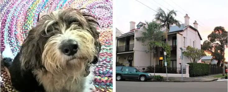 A Sydney Victorian terrace house and a dog on a pet sit.