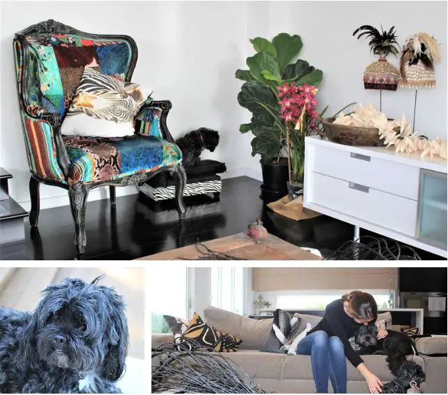 Travel blogger Lisa Bull house sitting in a luxury Sydney mansion through Aussie House Sitters.