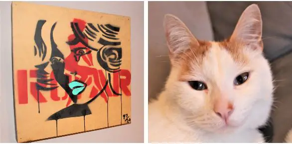 A cat and artwork on a house sit in Melbourne through Happy House Sitters.