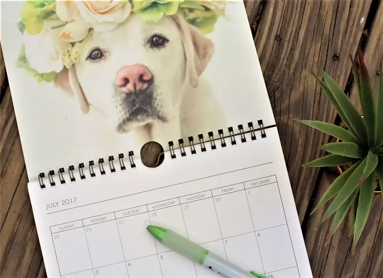 How to find a pet sitter blog post. Image of dog calendar.