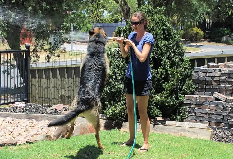 Pet sitter in Australia playing with a German Shepherd and a hose pipe.