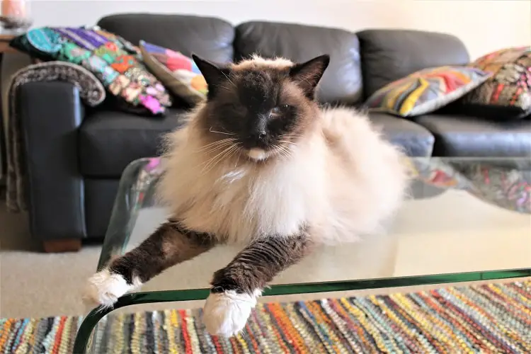 Ragdoll cat on a glass table.