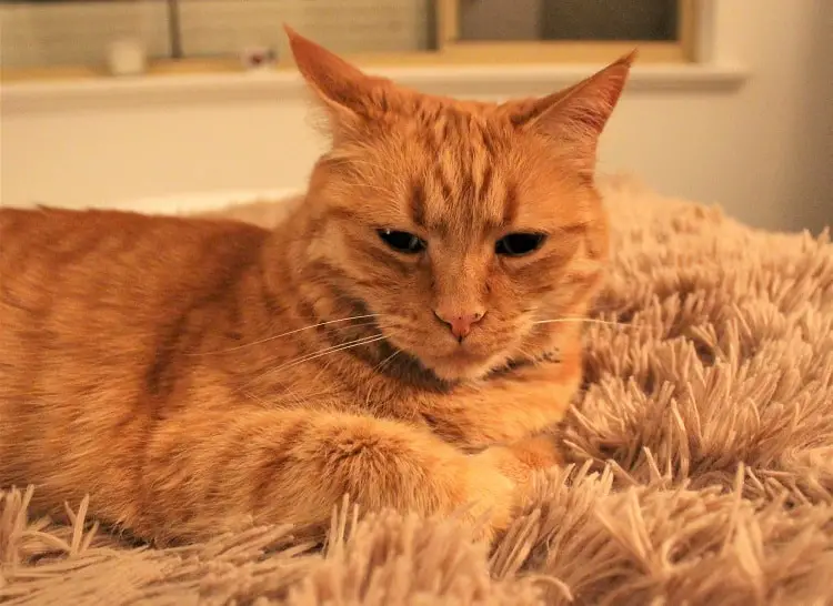 A ginger cat on a rug on a house sit in Perth, Australia.