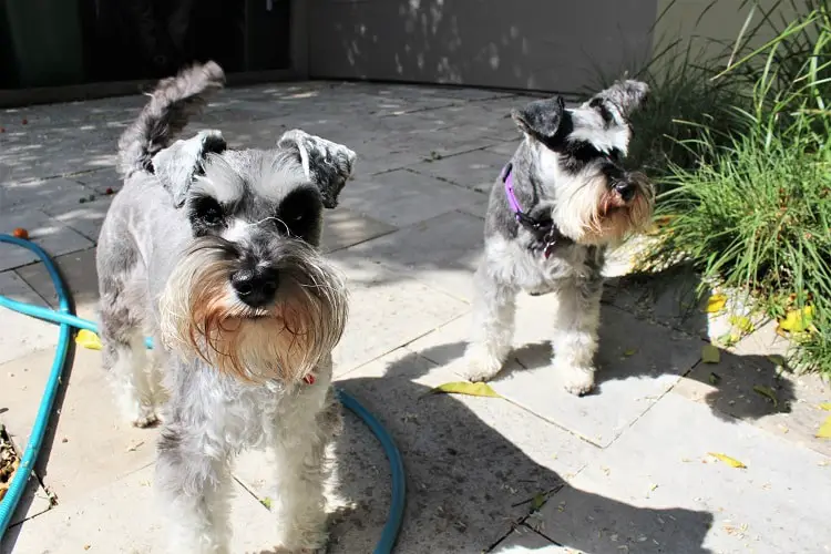 Two miniature schnauzers in a back yard.