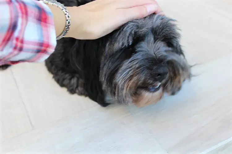 Moodle dog being patted by a pet sitter on a meet and greet.