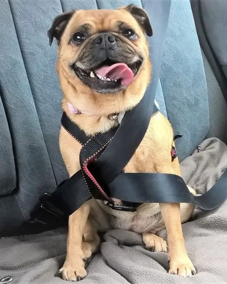 Pug wearing a seatbelt in a car.