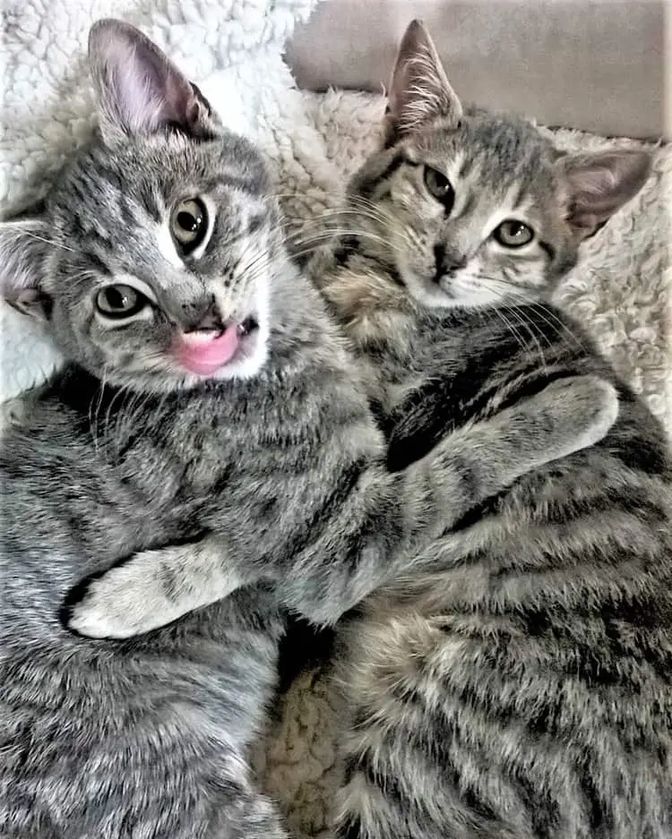 Cute grey kittens cuddling on a pet sit.