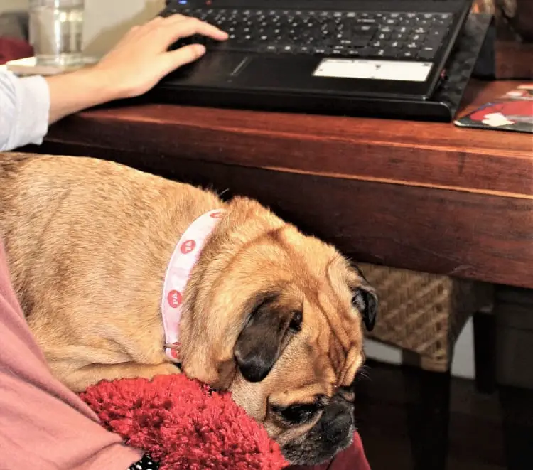 Pet sitter working from home with dog on her lap in Sydney.