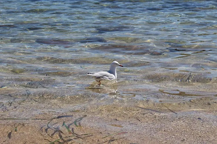 A seagull swimming at Little Bay Beach in Sydney.