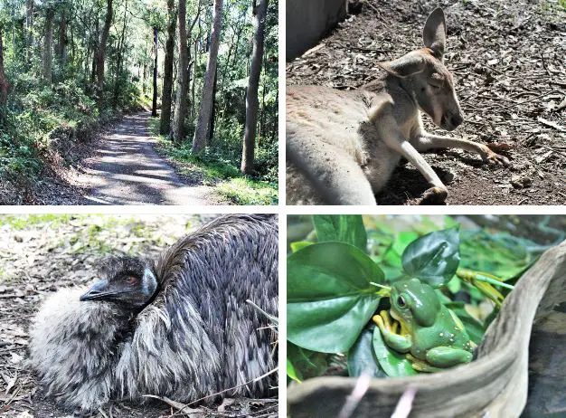 Nature walks and Australian wildlife at Blackbutt Reserve.