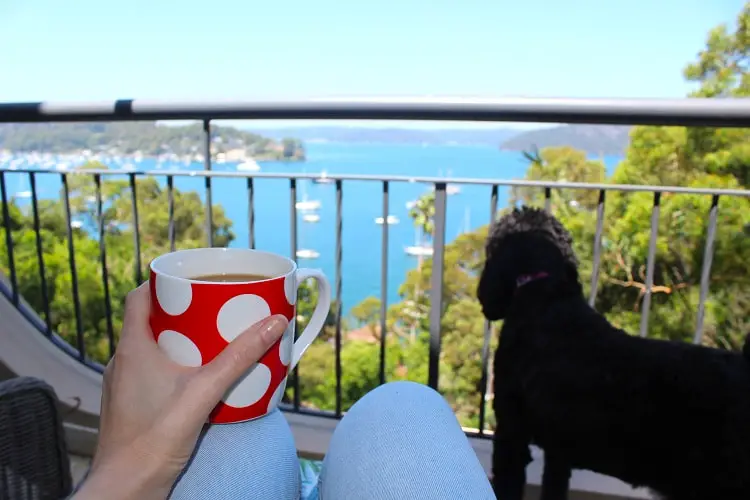 Professional pet sitter and blogger, Lisa Bull, drinking coffee with a black labradoodle overlooking Pittwater in Sydney.