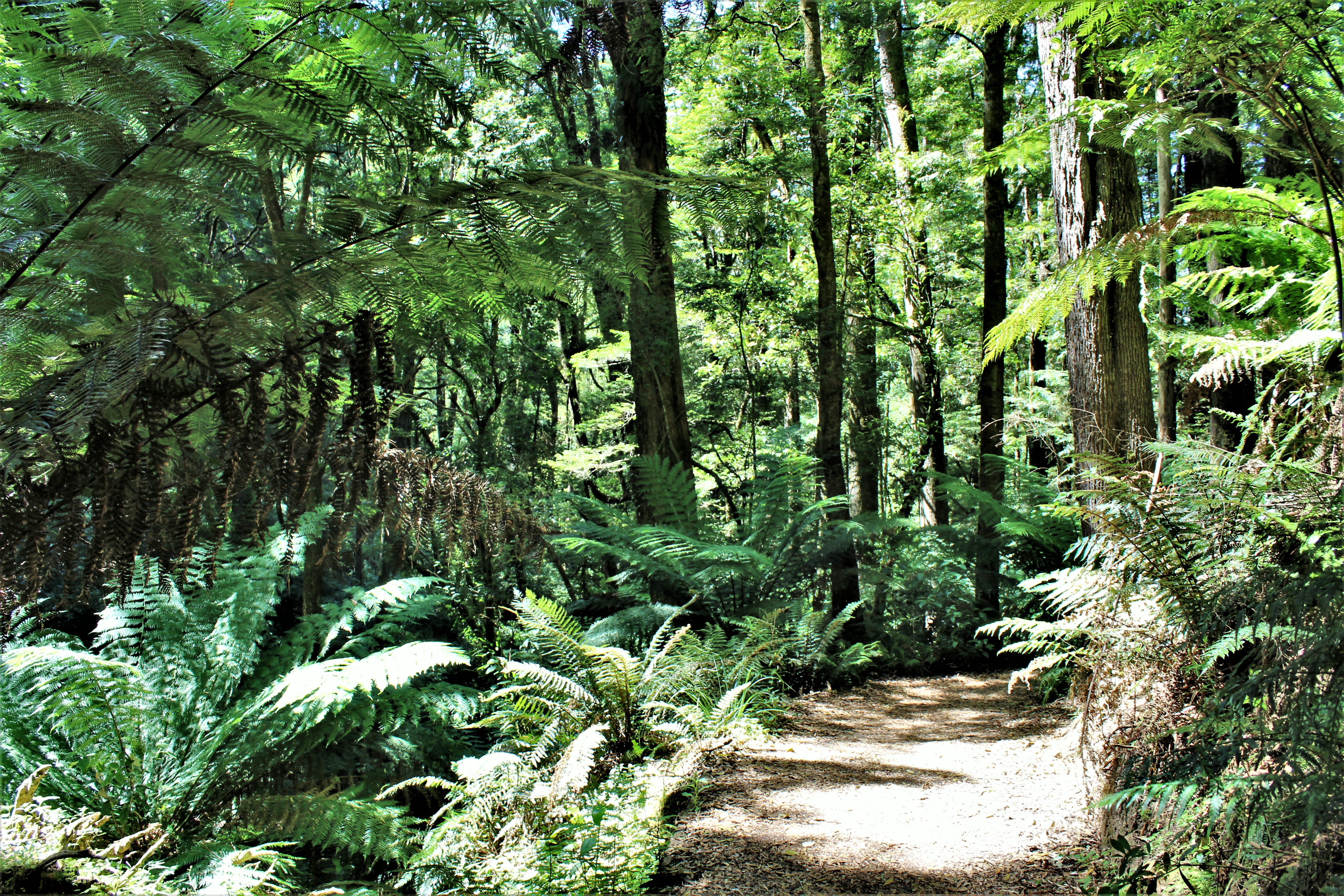 Find out why Australia makes the perfect walking holiday. An overview of hiking in Australia: from bush tracks in national parks to coastal tracks with stunning sea views.