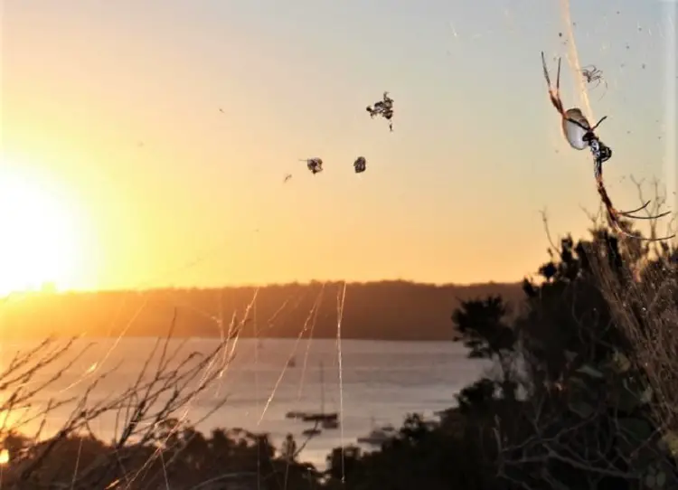 A golden orb-weaver spider on a huge web at sunset in Watsons Bay, Sydney.