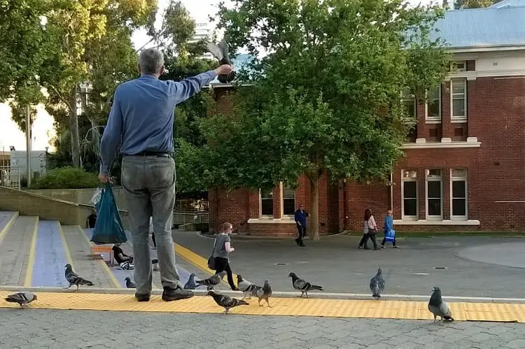 Man feeding the pigeons outside State Library of WA.