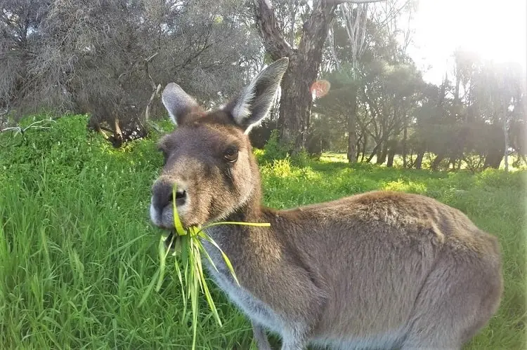 Heirisson Island Kangaroo Perth.