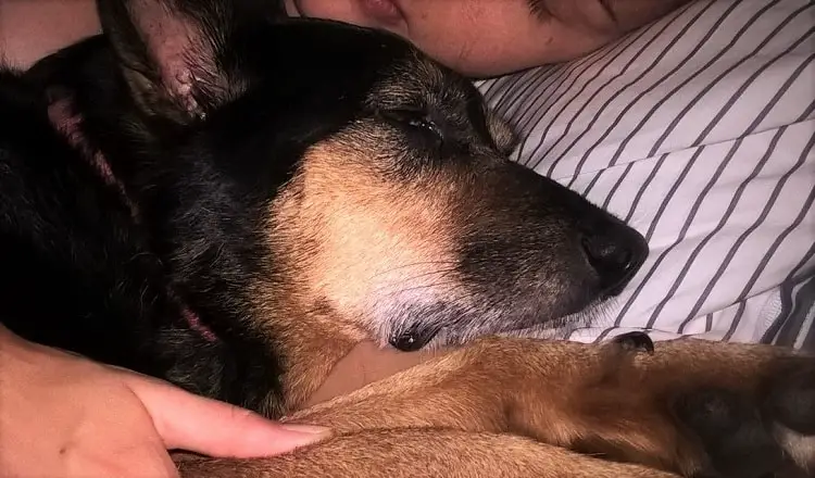 A pet sitter lying in bed with a kelpie.