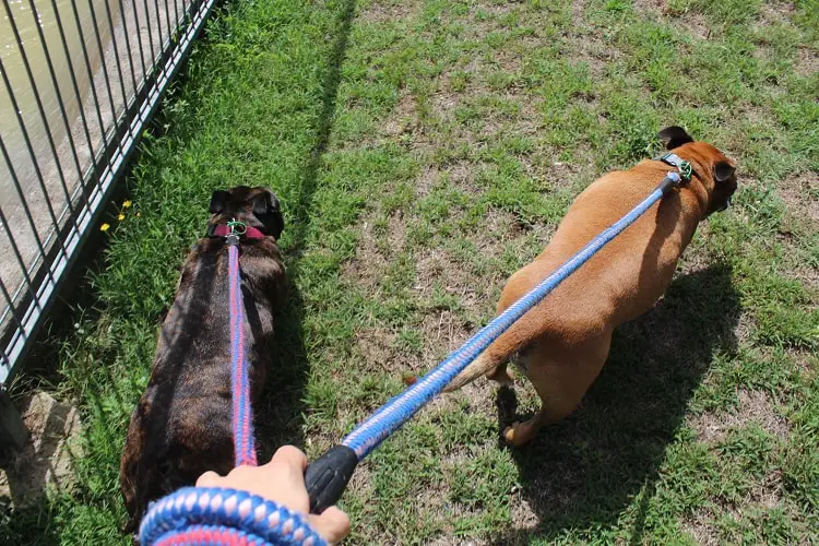 Two Staffies being walked by a house sitter.