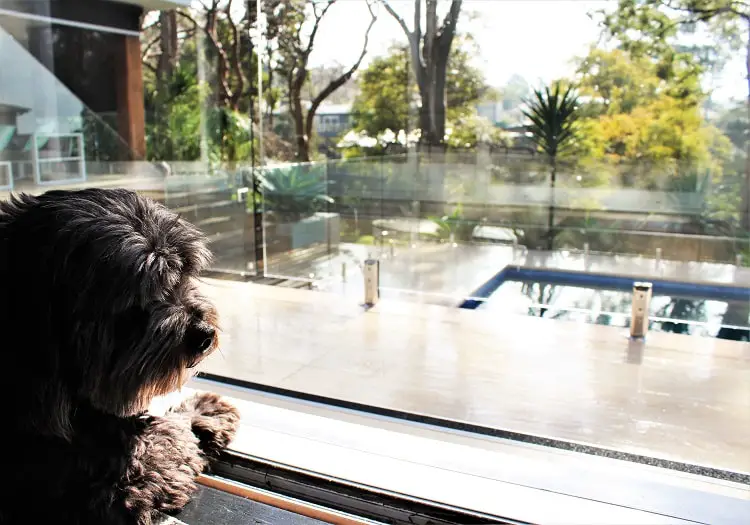 A moodle dog looking out of a window at a swimming pool on a pet sit.