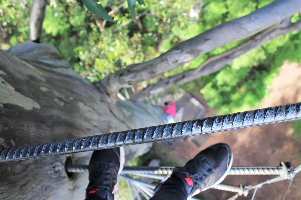 Travel blogger, Lisa Bull, climbing the Dave Evans Bicentennial Tree in Pemberton on her Perth to Adelaide road trip.