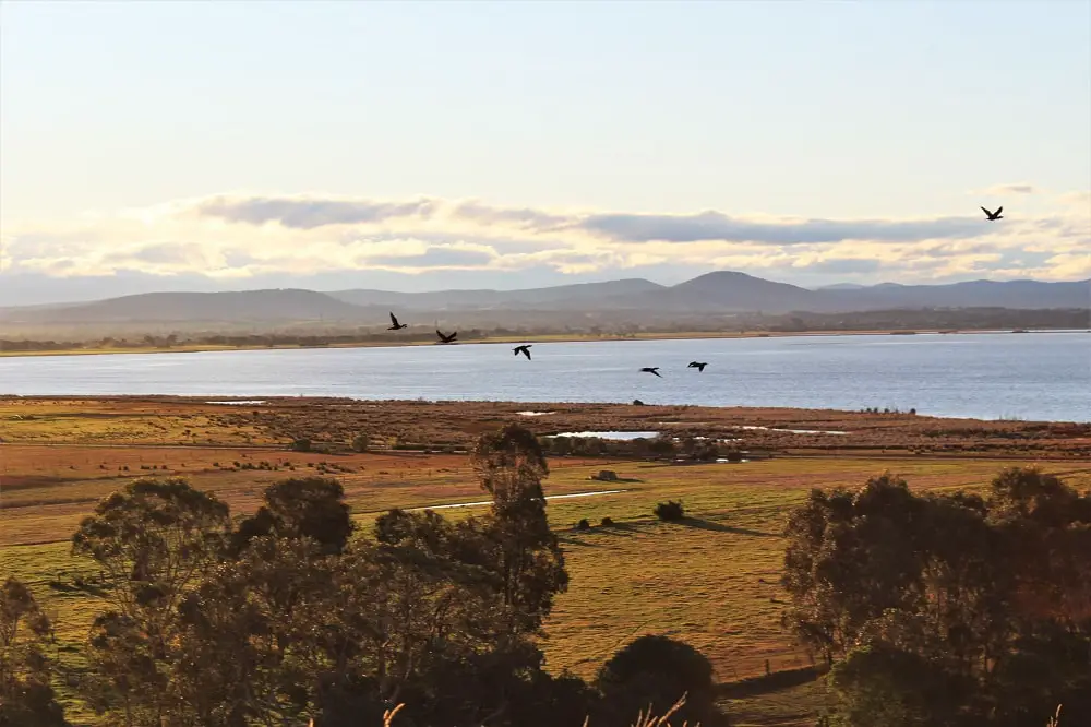 A flock of birds in the air looking out over the hills and water at Eagle Point, Gippsland.