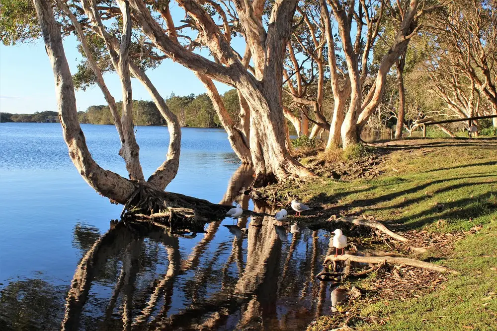 Bent trees curving over Lake Ainsworth in New South Wales, a great drive stop on a Sydney to Brisbane road trip.