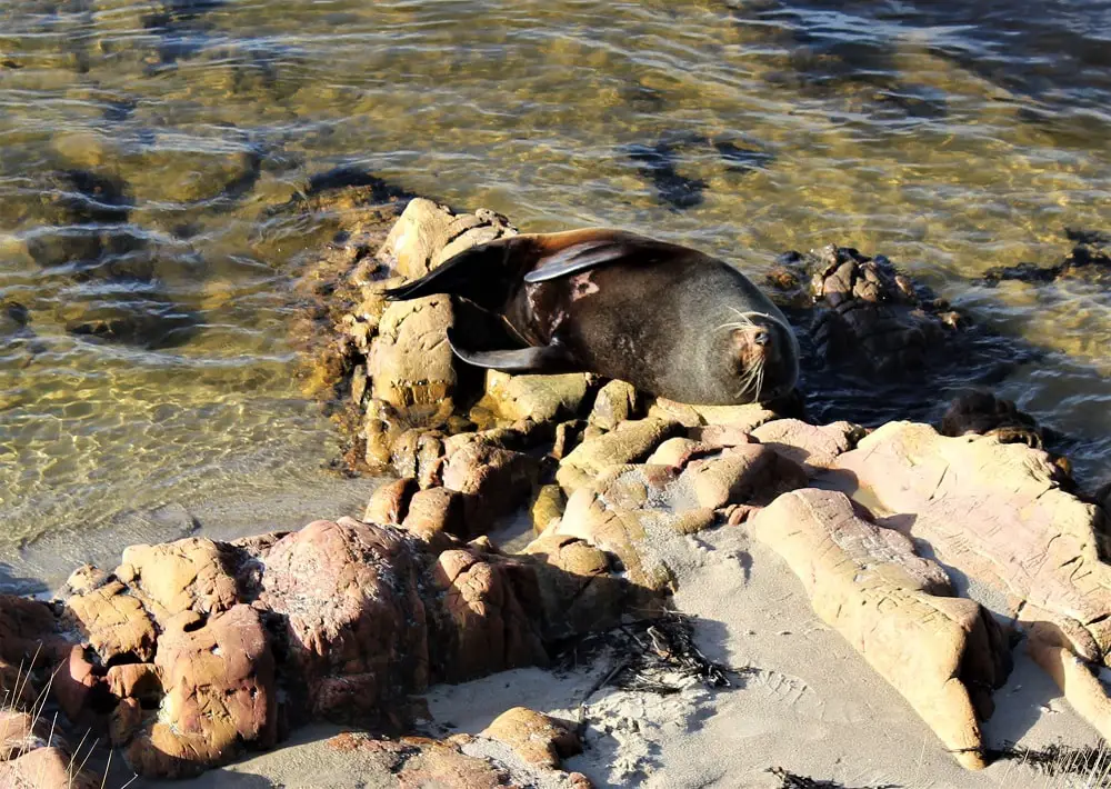 A seal basking in the sun in Mallacoota, Victoria.