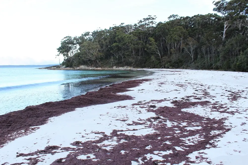 Guide to Jervis Bay beaches from Huskisson to Hyams Beach, including the amazing White Sands Walk, maps, and useful information such as parking, cafes, picnic areas and toilet locations!