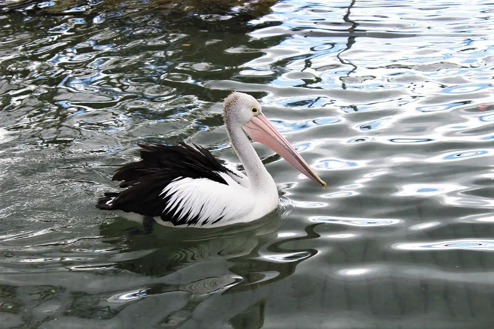 A pelican exploring Currambene Creek in Jervis Bay, New South Wales.