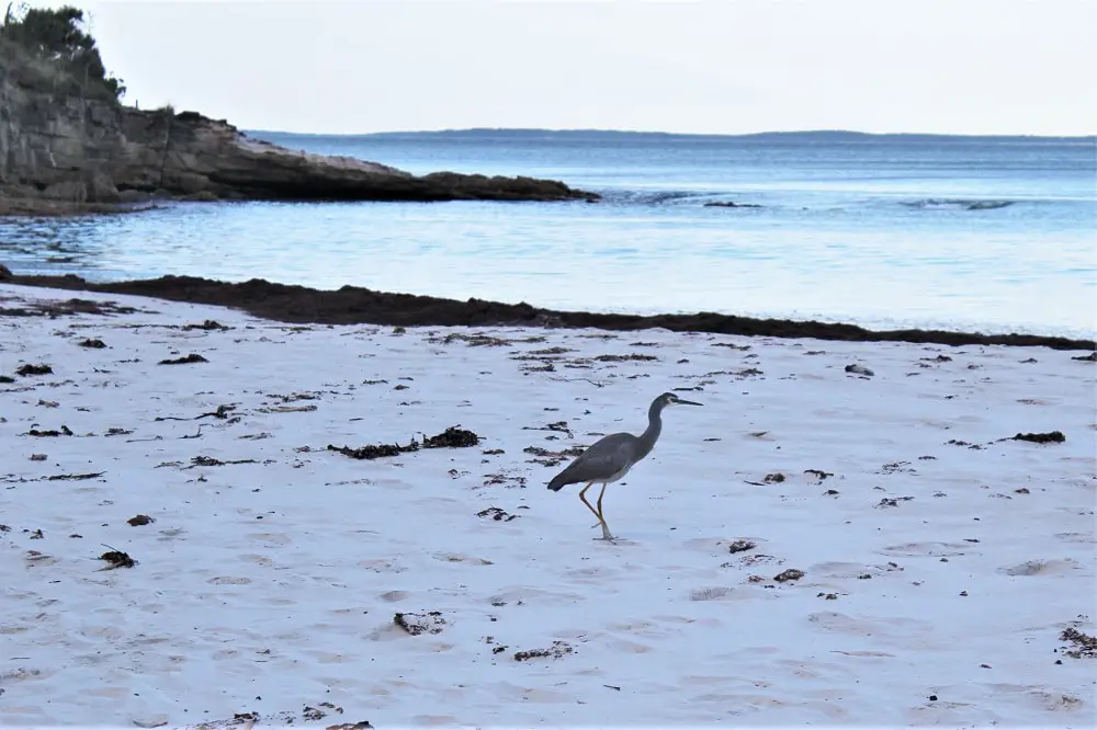 Guide to Jervis Bay beaches from Huskisson to Hyams Beach, including the amazing White Sands Walk, maps, and useful information such as parking, cafes, picnic areas and toilet locations!