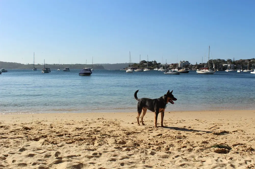 A kelpie at dog-friendly Kutti Beach in Vaucluse, Sydney.