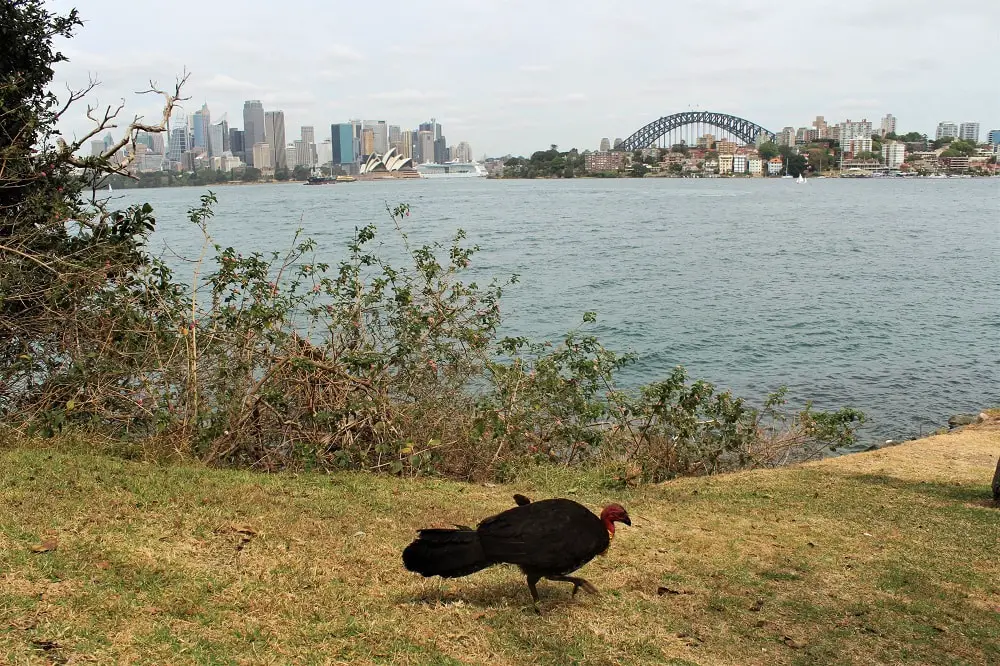 Discover peace and tranquility on this 3km Sydney walk from Mosman Bay to Cremorne Point, passing by Lex and Ruby's Gardens, MacCallum Pool and perfect city views.