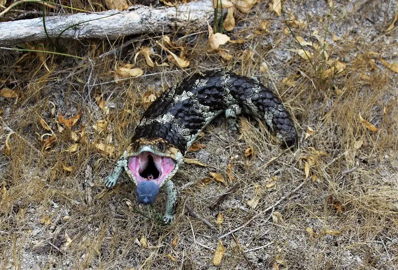 What to do in Yalgorup National Park, Western Australia: visit the ancient Lake Clifton thrombolites, go camping at Preston Beach, follow woodland walking trails, see plenty of Australian wildlife & possibly Christmas spiders!