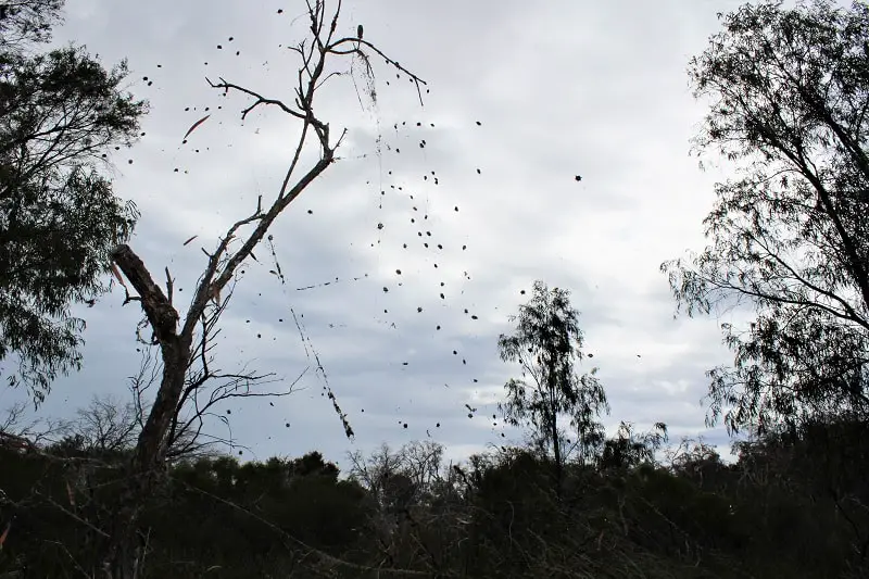 What to do in Yalgorup National Park, Western Australia: visit the ancient Lake Clifton thrombolites, go camping at Preston Beach, follow woodland walking trails, see plenty of Australian wildlife & possibly Christmas spiders!