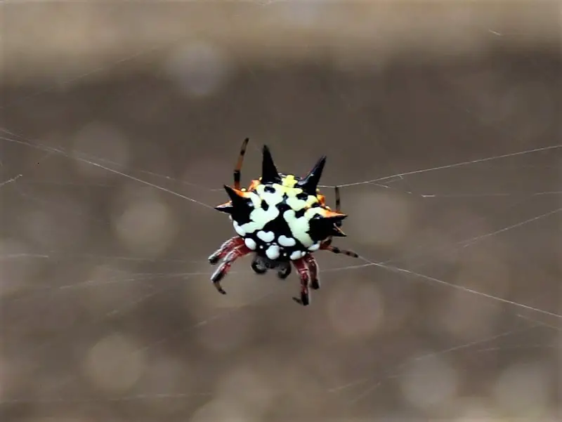 What to do in Yalgorup National Park, Western Australia: visit the ancient Lake Clifton thrombolites, go camping at Preston Beach, follow woodland walking trails, see plenty of Australian wildlife & possibly Christmas spiders!