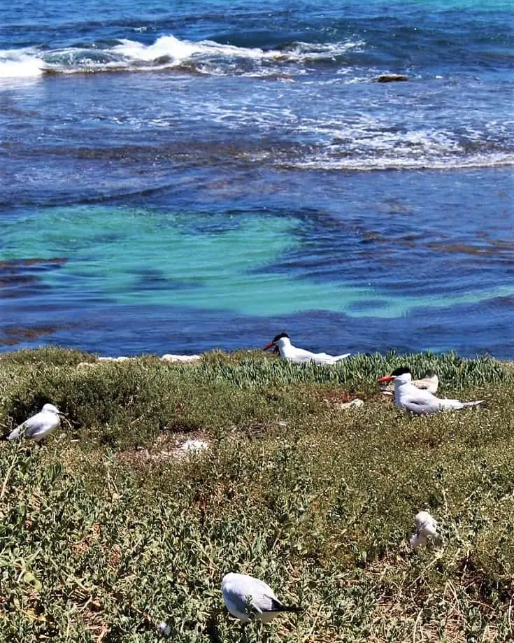 Crested terns on Penguin Island, Rockingham.