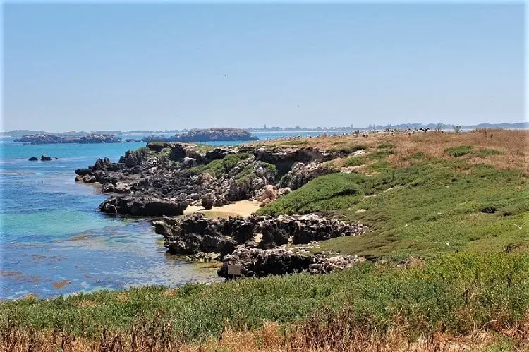 Green grass and ocean in Shoalwater.