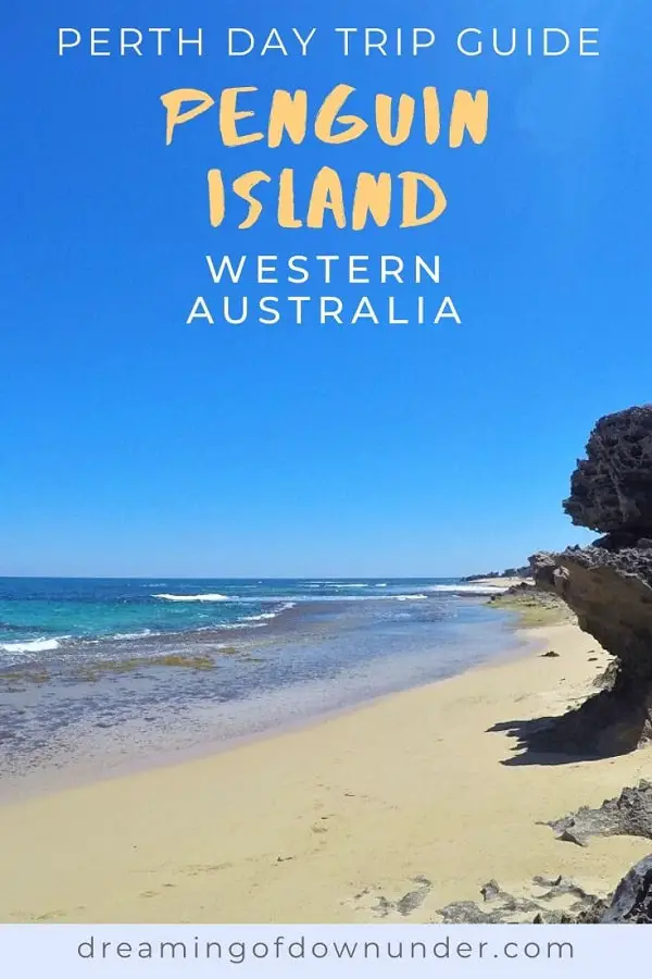 Enjoy a relaxed day trip from Perth at beautiful Penguin Island in Western Australia. Walk the nature trails, see little penguins, swim with dolphins, go on a wildlife cruise, kayak, snorkel and more.