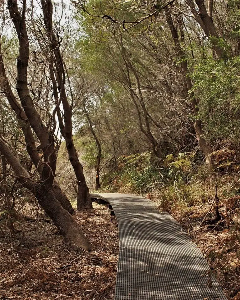 Hiking track at Providential Point.