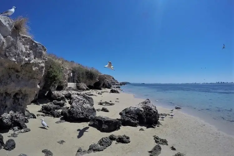 Seagulls on Penguin Island near Perth.