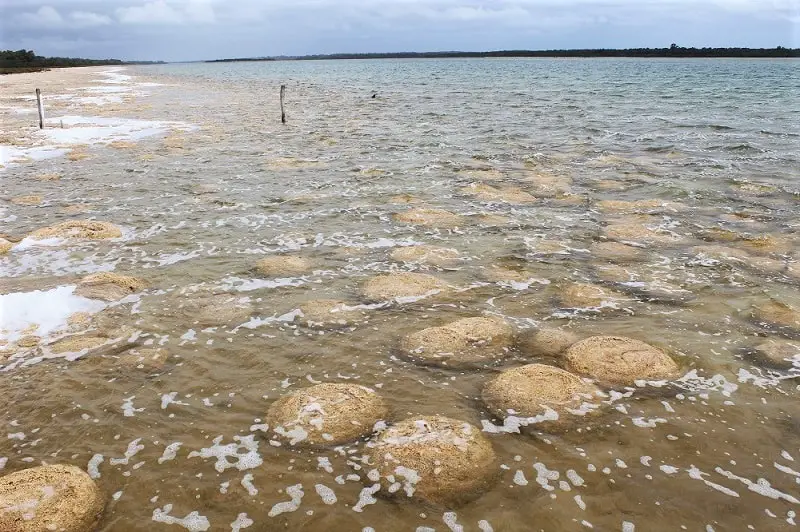 What to do in Yalgorup National Park, Western Australia: visit the ancient Lake Clifton thrombolites, go camping at Preston Beach, follow woodland walking trails, see plenty of Australian wildlife & possibly Christmas spiders!