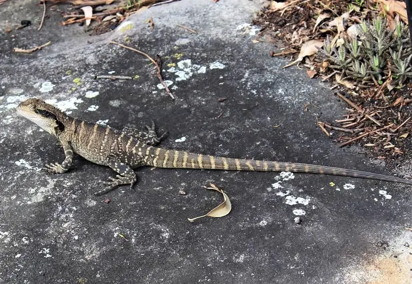 Goanna at Wattamolla Beach, Sydney.