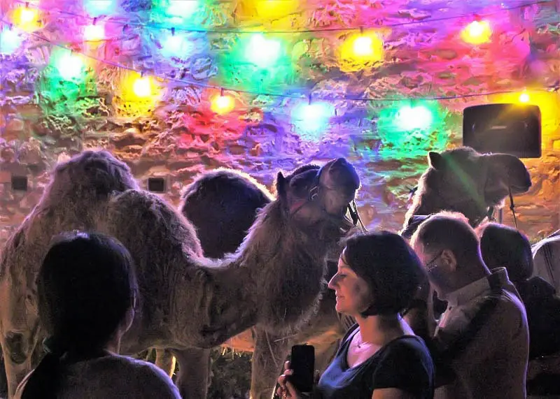 CAmels at Lobethal living nativity, Australia.