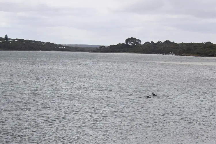 20 beautiful pictures of Hamelin Bay Australia & Cape Leeuwin Lighthouse at Australia's most south-western point. See the Hamelin Bay jetty ruins, Cape Leeuwin waterwheel & dolphins in Augusta Western Australia. The perfect detour from Margaret River.