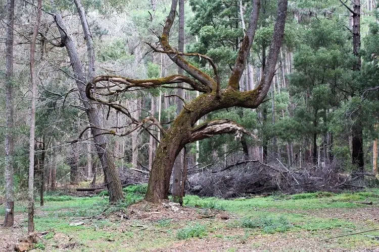Warped tree in Big Brook Arboretum, Western Australia.
