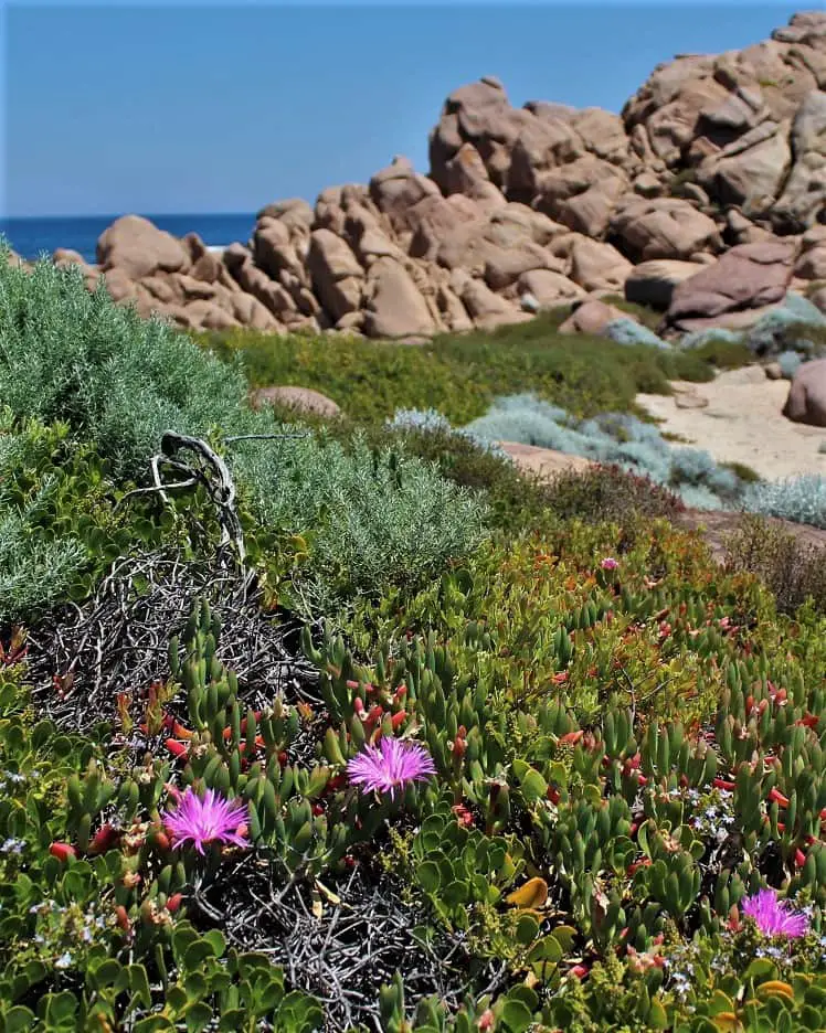 Wildflowers at Cape Naturaliste in WA.
