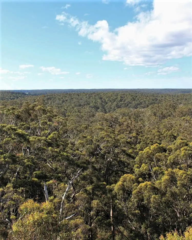 View of karri forest from the Dave Evans fire lookout climbing tree in WA.