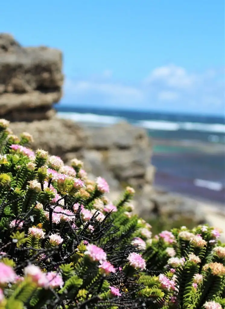 Western Australia wildflowers.