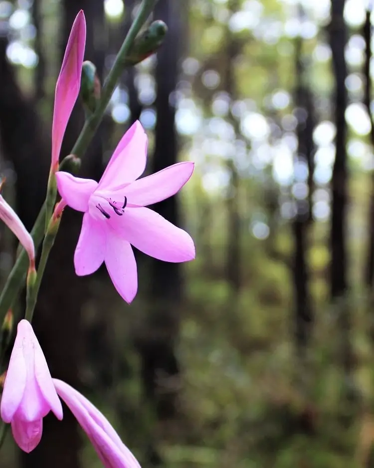 Beautiful pink flowers on a bush walk in Margaret River.